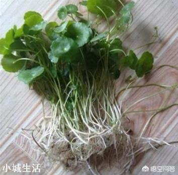 铜钱草长不出来,这是怎么回事?