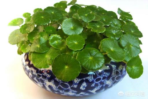 铜钱草长不出来,这是怎么回事?