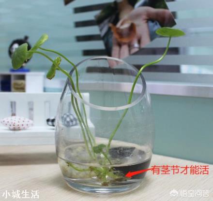 铜钱草长不出来,这是怎么回事?