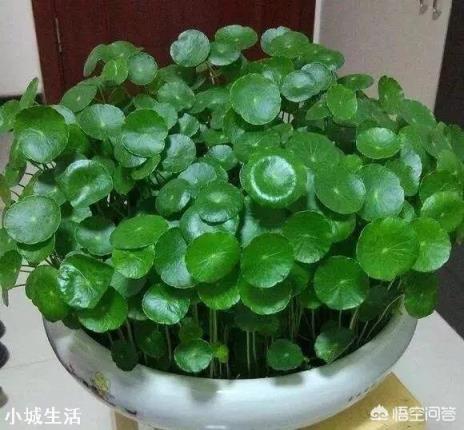 铜钱草长不出来,这是怎么回事?