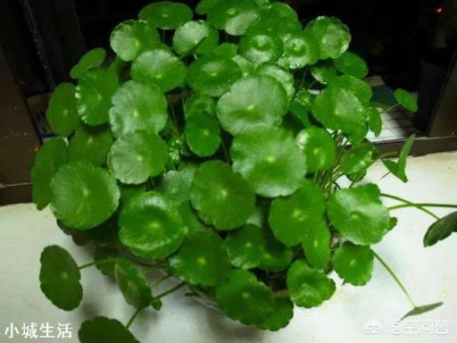 铜钱草长不出来,这是怎么回事?