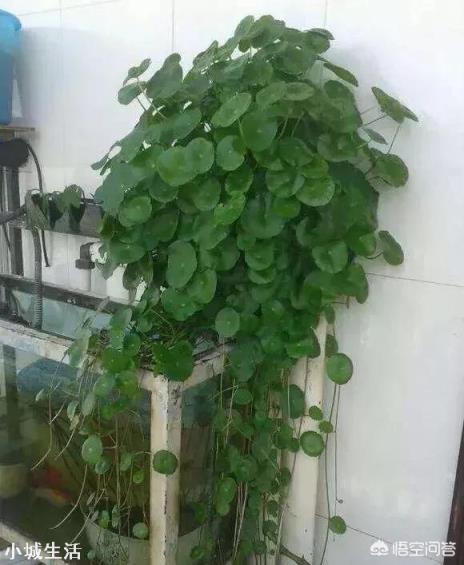 铜钱草长不出来,这是怎么回事?