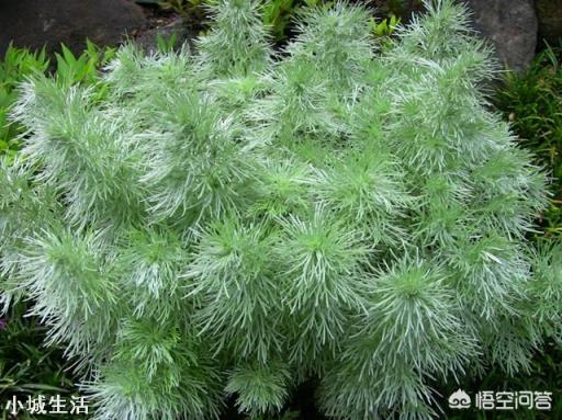 朝雾草怎么养比较好?耐多少度的低温?