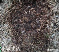 花卉市场花盆里是什么土？有哪些利于植物生长的元素？