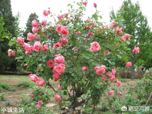 花卉市场花盆里是什么土？有哪些利于植物生长的元素？