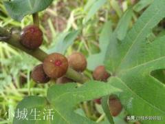 现在我打算在自家农村荒地种植红心火龙果.请问还有市场情景吗？