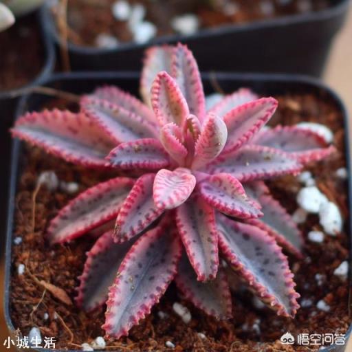 這個是多肉嗎？