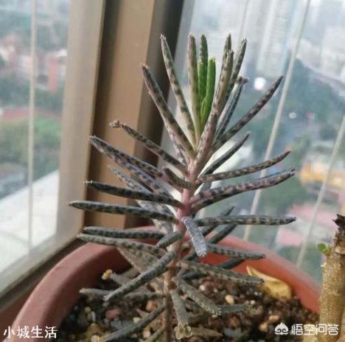 這個是多肉嗎？