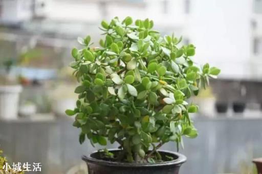 想在小陽臺養些花草，有哪些漂亮又不用照顧的品種推薦？