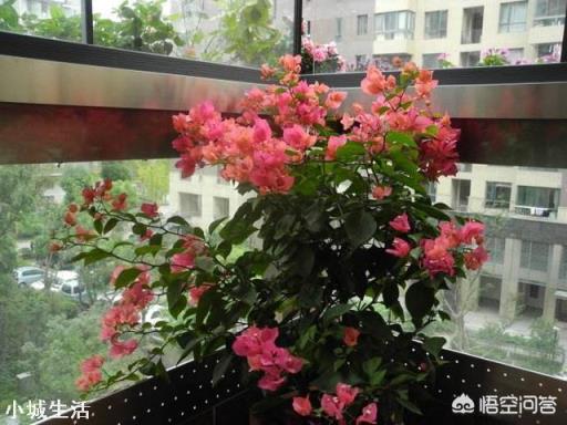 想在小陽臺養些花草，有哪些漂亮又不用照顧的品種推薦？