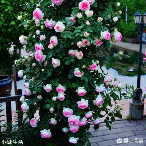 想在小陽臺養些花草，有哪些漂亮又不用照顧的品種推薦？