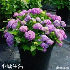 想在小陽臺養些花草，有哪些漂亮又不用照顧的品種推薦？