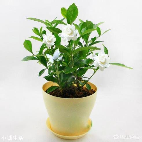 想在小陽臺養些花草，有哪些漂亮又不用照顧的品種推薦？