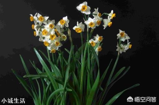 水仙花在夏天該如何進(jìn)行養(yǎng)殖？怎樣才能養(yǎng)殖出一株好的水仙花？
