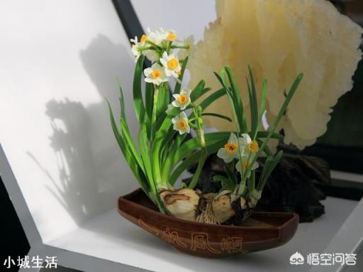 水仙花在夏天該如何進(jìn)行養(yǎng)殖？怎樣才能養(yǎng)殖出一株好的水仙花？