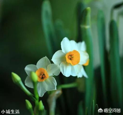 水仙花在夏天該如何進(jìn)行養(yǎng)殖？怎樣才能養(yǎng)殖出一株好的水仙花？