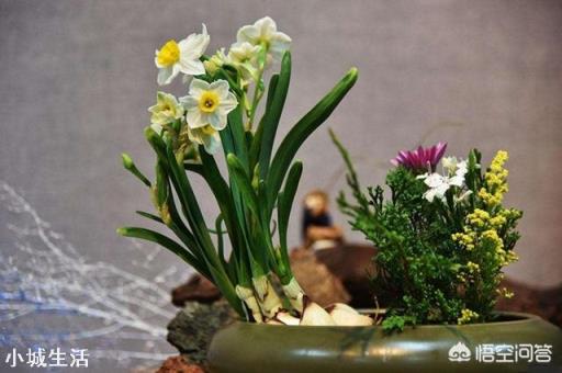 水仙花在夏天該如何進(jìn)行養(yǎng)殖？怎樣才能養(yǎng)殖出一株好的水仙花？