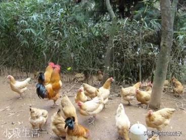 网络上有很多59.9元一只的“正宗土鸡”,真的是“正宗”吗?为什么这么便宜?