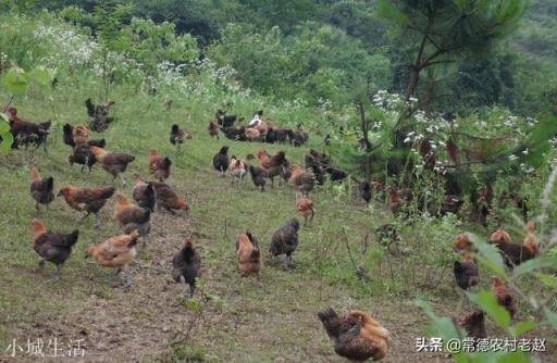 网络上有很多59.9元一只的“正宗土鸡”,真的是“正宗”吗?为什么这么便宜?