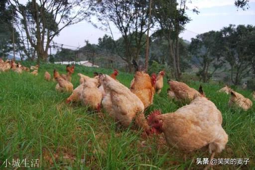 网络上有很多59.9元一只的“正宗土鸡”,真的是“正宗”吗?为什么这么便宜?