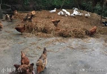 网络上有很多59.9元一只的“正宗土鸡”,真的是“正宗”吗?为什么这么便宜?