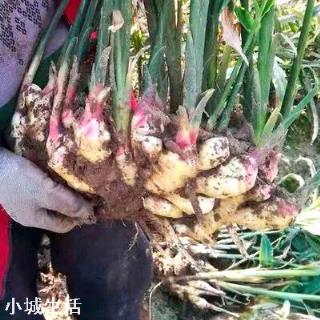 生姜什么时候喷磷酸二氢钾？
