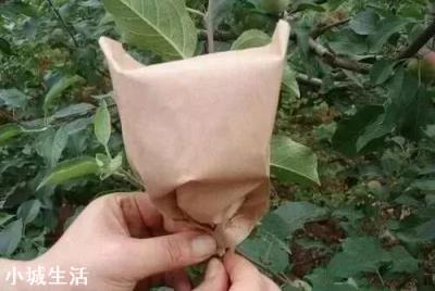 苹果套袋打药后第二天下雨了，需要重新打药吗？
