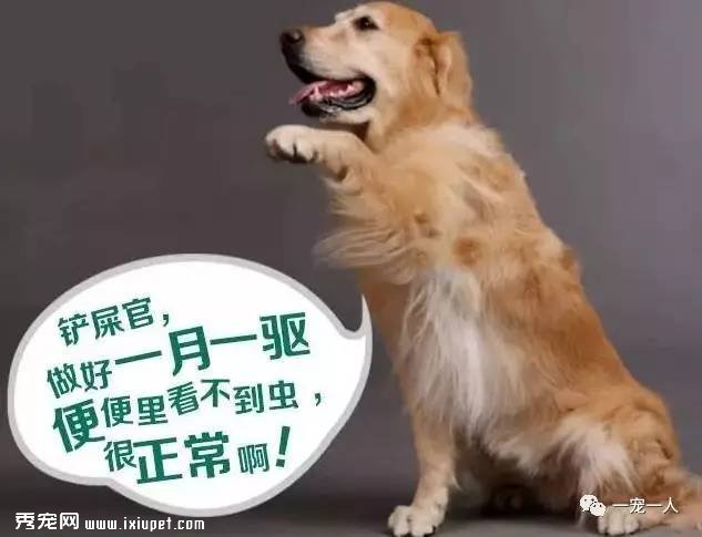 养狗误区：狗狗如果不出门就可以不用驱虫