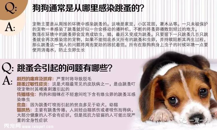 养狗误区：狗狗如果不出门就可以不用驱虫