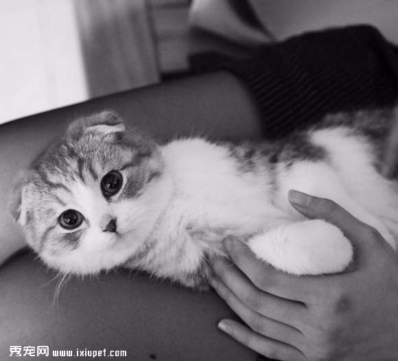 养一只黏人的猫咪是怎样的体验!