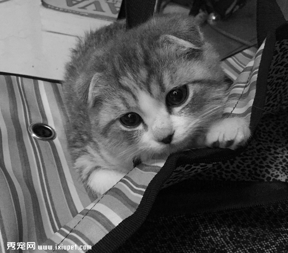 养一只黏人的猫咪是怎样的体验!