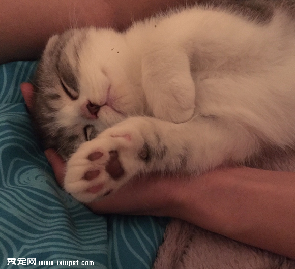 养一只黏人的猫咪是怎样的体验!