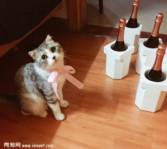 养一只黏人的猫咪是怎样的体验!