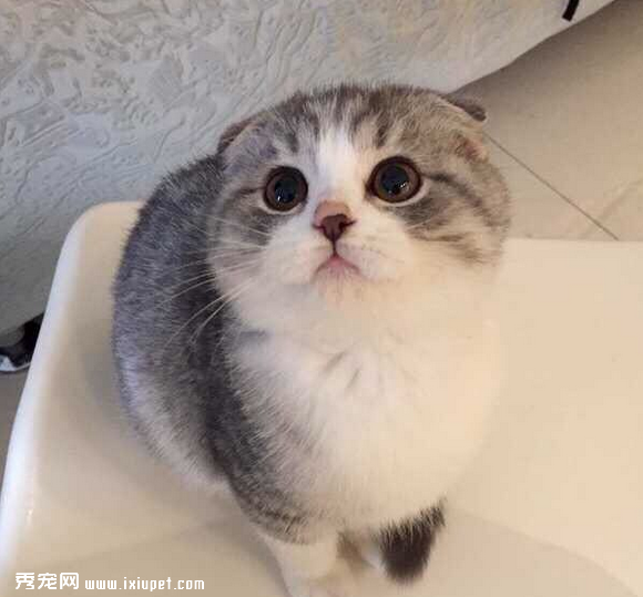 养一只黏人的猫咪是怎样的体验!
