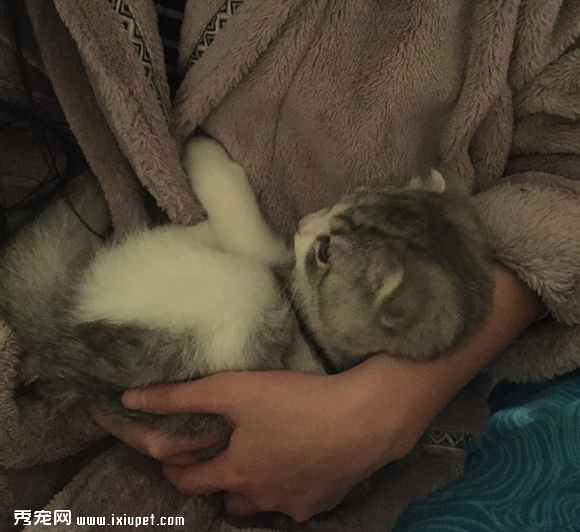 养一只黏人的猫咪是怎样的体验!