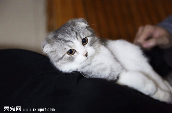 养一只黏人的猫咪是怎样的体验!