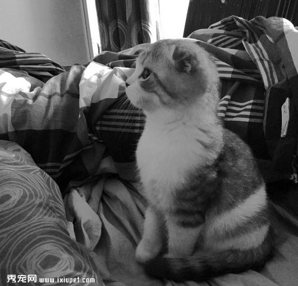 养一只黏人的猫咪是怎样的体验!