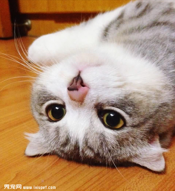 养一只黏人的猫咪是怎样的体验!