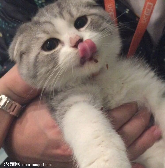养一只黏人的猫咪是怎样的体验!