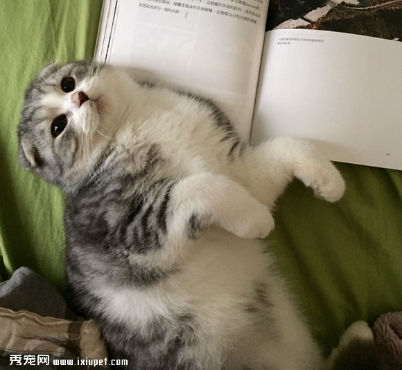 养一只黏人的猫咪是怎样的体验!
