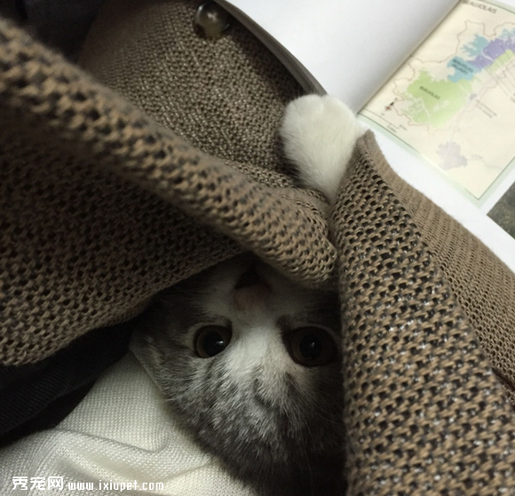养一只黏人的猫咪是怎样的体验!