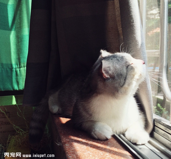养一只黏人的猫咪是怎样的体验!