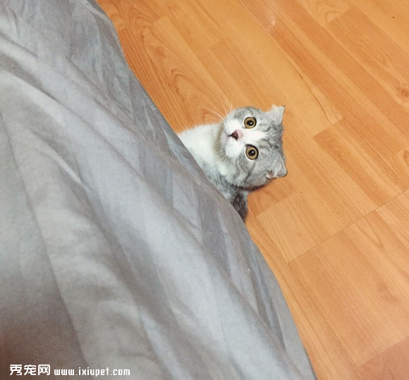 养一只黏人的猫咪是怎样的体验!