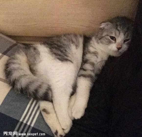 养一只黏人的猫咪是怎样的体验!