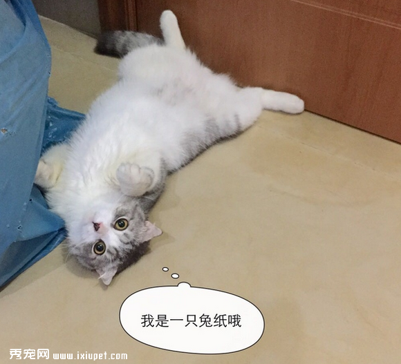 养一只黏人的猫咪是怎样的体验!