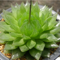 樱水晶怎么养_樱水晶多少钱_樱水晶多肉