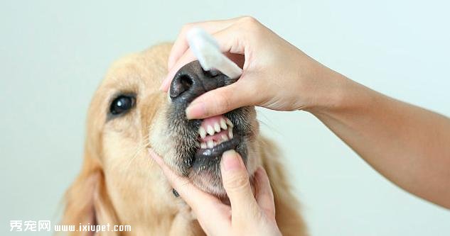 狗狗口臭应该怎么办?
