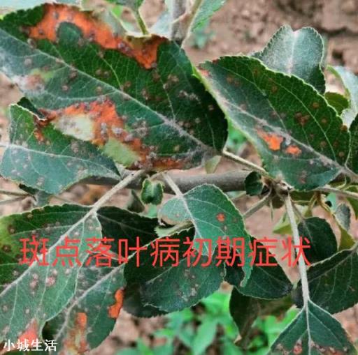 宁南霉素能防治苹果树哪些病？