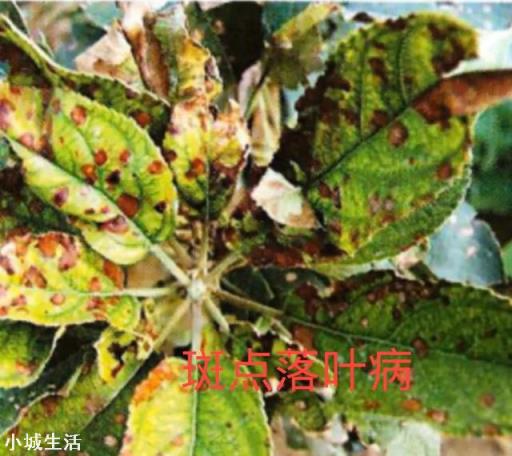 宁南霉素能防治苹果树哪些病？