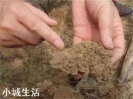 黄瓜为什么越浇越旱?
